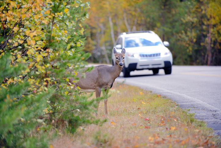 Autumn Brings More Animal Collisions